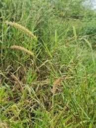 Image result for Cenchrus biflorus