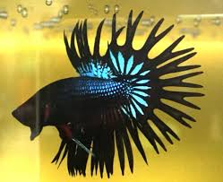 1115 Legend Black Orchid Crowntail Betta Fish Imported Betta Fish Betta Betta Fish Tank