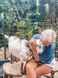 So my bucks literally will not eat hay… I've tried getting it from  different people, different places, different cuts, etc and they just don't  eat it. I give them 3/4 scoop of