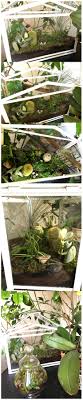 Terrarium In Serra Ikea Socker Con Tillandsia Terrarium Insidie Ikea Socker Greenhouse With Tillandsia Zimmergewachshaus Ikea Gewachshaus Pflanzideen