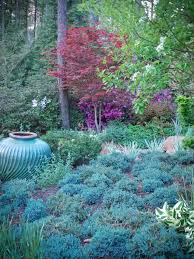 A Collection Of Conifers And Japanese Maples Finegardening Conifers Garden Garden Design Japanese Garden