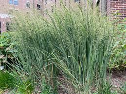 Image result for Panicum nervatum