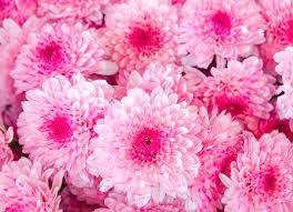 Resultado de imagen de flores