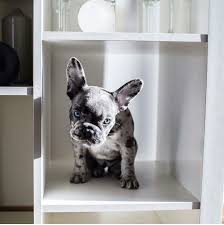 Bouledogue or bouledogue français) is a breed of domestic dog, bred to be companion dogs. Blue Eyes Baby Frenchie Girl Bulldog French Bulldog Bulldog Puppies