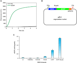 The garrett gti 1500 metal detector we highly recommend. Frontiers Establishing A Eukaryotic Pichia Pastoris Cell Free Protein Synthesis System Bioengineering And Biotechnology
