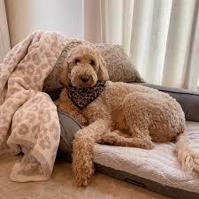 We have a lot of unique and good quality accesories for your dogs & cats. On Saying Goodbye To My Best Buddy Cam Family Savvy