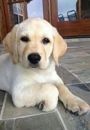 Marika Shaw (hungariandancer)