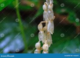 Image result for Epipogium roseum