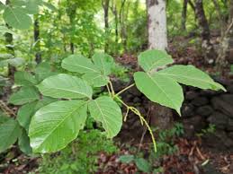 Image result for Allophylus pseudopaniculatus