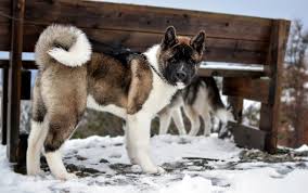 Top 10 Most Expensive Dog Breeds In The World Mylilpaw