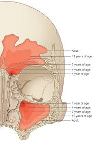 Image result for Frontal Bone