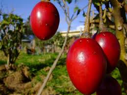 Tamarillos Or Tree Tomatoes Are A Fruit Native To Peru Ecuador Chile And Bolivia And Taste Like A Cross Between Passio Fruit Climate Warming Passion Fruit