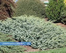 Image result for Hunteria densiflora