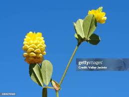 Image result for Trifolium campestre