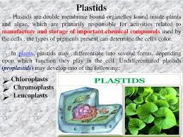 However, the regulatory mechanism is still largely unknown. Chloroplasts Chromoplasts Leucoplasts Plastids Ppt Download