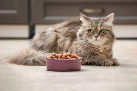 Cat Won T Eat Cat Food Cats Animal Nutrition