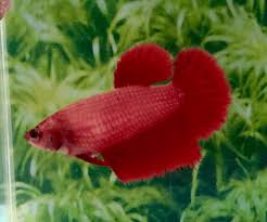 Fwbettashm1519399205 Quality Red Cambodian Female Hm Halfmoon Betta Fish Seller Bettaprime In Usa 30 Gun Egzersiz Programi