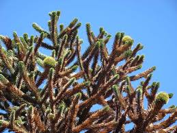 Image result for Araucaria