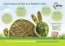 the importance of hay poster for rabbits pfma