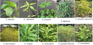 Image result for Corchorus pseudocapsularis