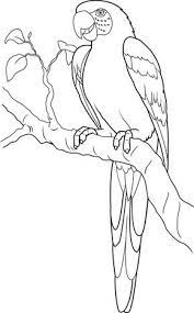 Dibujos De Loros Para Colorear Y Pintar Imprimir Dibujos De Loros Guacamaya Dibujo Dibujos De Guacamayas Dibujos
