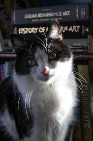 A cat who licks window panes news paper is ok ,and she might learn something.but candy wrappers usually got plastic or aluminum foil in them. Roast Chicken Recipe And A Cat Story Good Food Stories