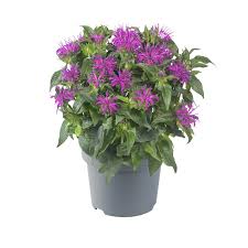 Image result for Monarda didyma