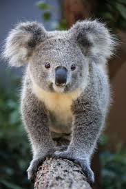 Kissing Koalas At Taronga Zoo Australian Kissing Koalas Taronga Zoo Cute Koala Bear Cute Animals Koala Bear
