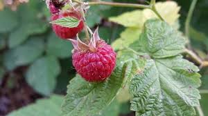 Both have the same shrivelled brown leaves. Top Problems Growing Raspberries And How To Fix Them Ready To Diy