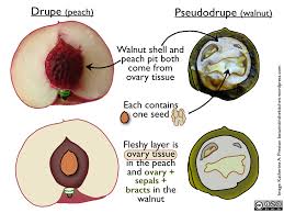 Drupe Pseudodrupe Walnut Fruit Fruit Seeds Walnut Shell Fruit