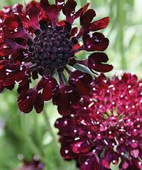 Black Mourning Bride I Have Lost All Unfortunate Attachment Flower Meanings Flowers Language Of Flowers
