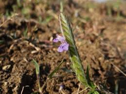 Image result for Rungia paxiana