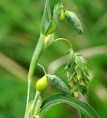 花 じゅず だま