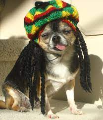 Cutiest Rasta Dog Ever Lola 3 Xoxo Chihuahua Love Animal Lover Cute Dogs
