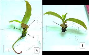 Image result for Faroa involucrata