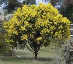 The acacia tree is a tropical variety that grows naturally in africa and australia as well as any warmer climate. Acacia Golden Wattle Hello Hello Plants Garden Supplies