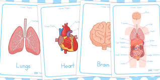 In the following article, we take a look at the important internal organs of the human body and their functions in the bigger biological system. Human Body Organs Display Poster Teacher Made