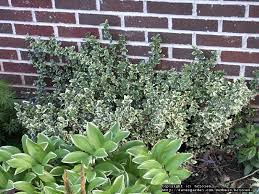 Most effective uses include hedging, mass plantings where grouped plants have a very impactful eye catching appeal. Plantfiles Pictures Euonymus Wintercreeper Emerald Gaiety Euonymus Fortunei By Hczone6