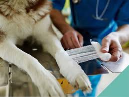 Banfield pet hospital veterinarians provide the best preventive healthcare for your pets. Basic First Aid For Pets Blythwood Vets