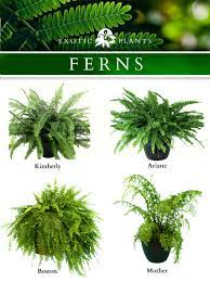 Based on some estimates, there are over 20,000 known fern species that grow around the world. Pin On Fun Summer Stuff
