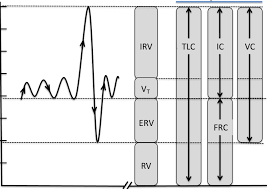 Image result for Vital Capacity