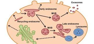 Structure Of Cytoplasm The Function Of Centrosome Cytoplasmic Inclusions Science Online In 2020 Online Science Cell Structure Cell Membrane