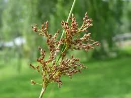 Image result for Juncus exsertus