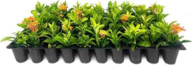 Image result for Ixora fastigiata