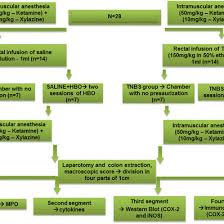 Flow Chart Of Experiment All Animals N 28 Were