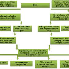 flow chart of experiment all animals n 28 were