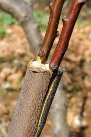 This lesson focuses most on cleft grafting techniques. 11 Grafting Fruit Trees Ideas Grafting Fruit Trees Fruit Trees Grafting