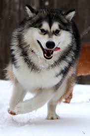 Malamut Wolf Sibirya Kurdu Hayvanlar Alemi Hayvanlar