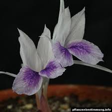 Image result for Kaempferia