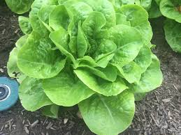 Known in the industry as cut and. Buttercrunch Lettuce Care Learn About Growing Buttercrunch Lettuce Plants